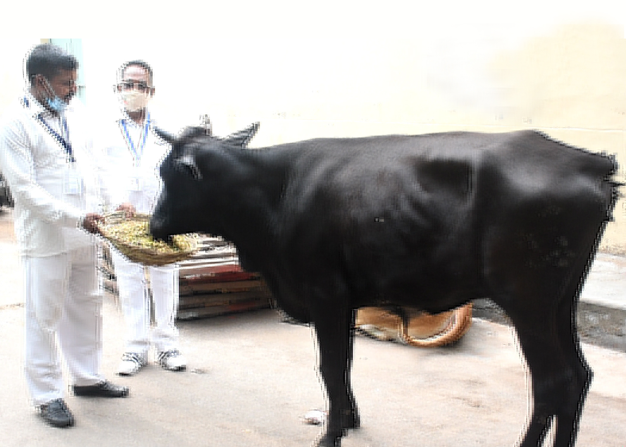 Cow service